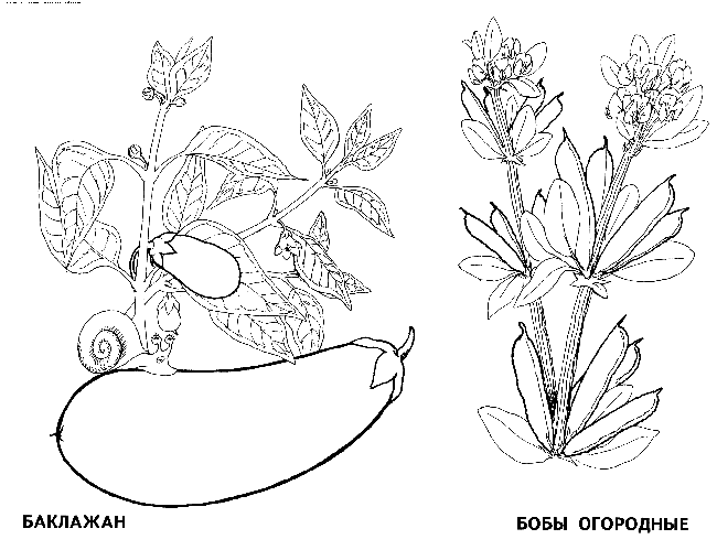 разновидности капусты