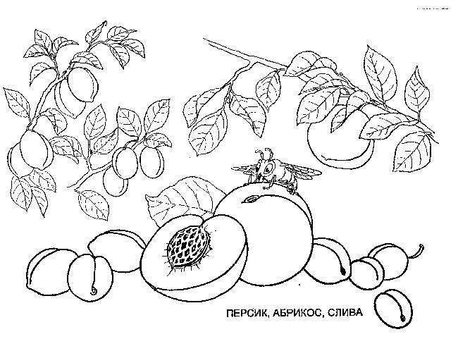 Персики, абрикос, слива